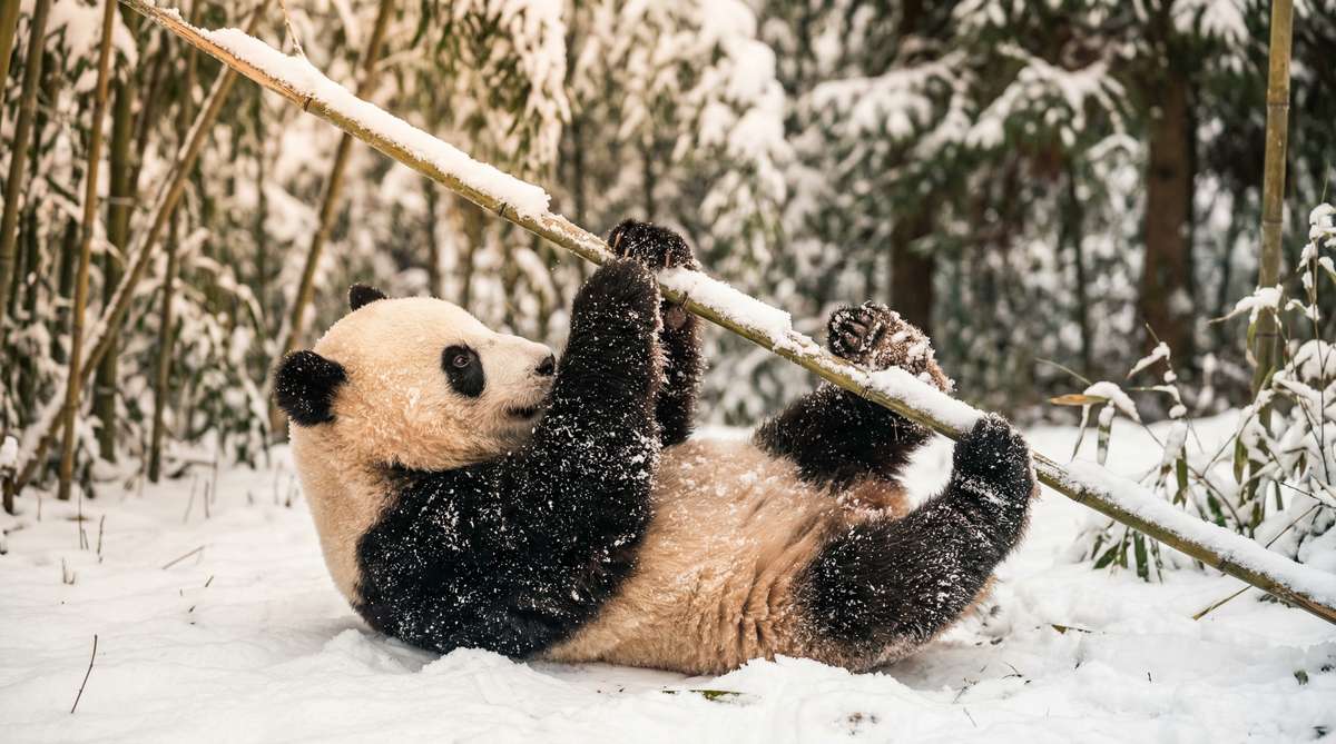 茄子视频今日推荐熊猫视频