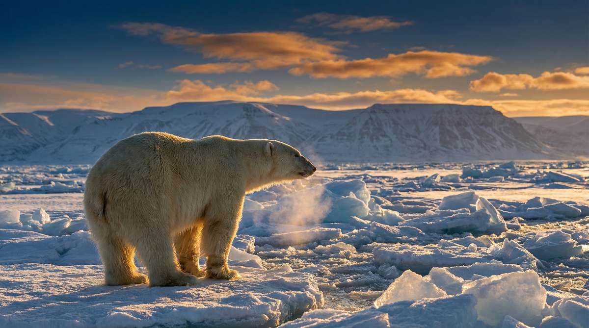 茄子视频今日推荐北极熊视频
